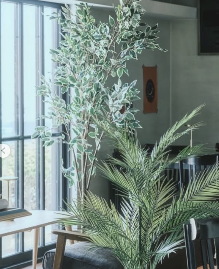 窓辺と植物があるCAFE de TORYの店内